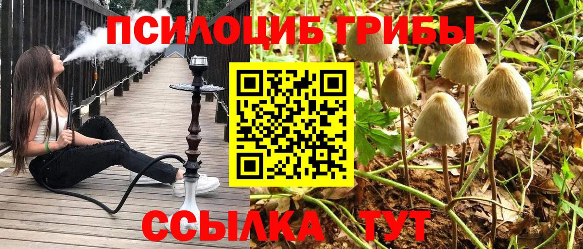 Псилоцибиновые грибы Psilocybe Холмск